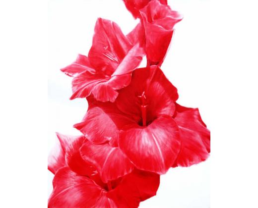 glaïeul rouge